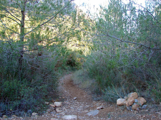 forestal